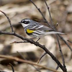 Male Yellow-rumped Warbler