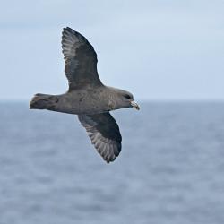 Dark-morph Northern Fulmar