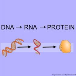 Central dogma diagram