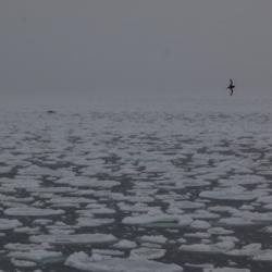 Pancake Ice and Antarctic petrels