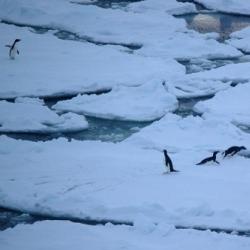 Adelie penguin retreat