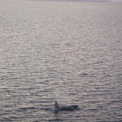 Orca in Gerlache Strait