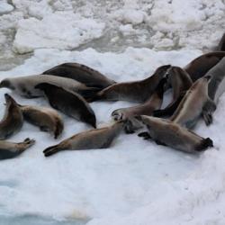 Group of crabeater seals