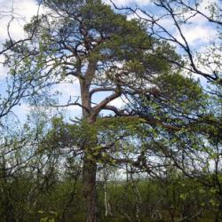 Scots pine