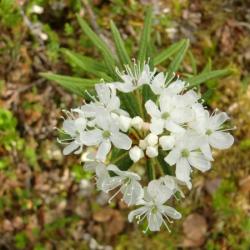 Labrador Tea