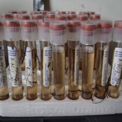 How much methane and carbon dioxide do you think is in each vial?