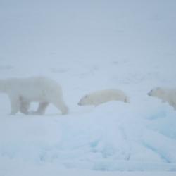 Polar Bears