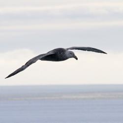 Giant petrel