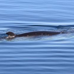 Minke whale