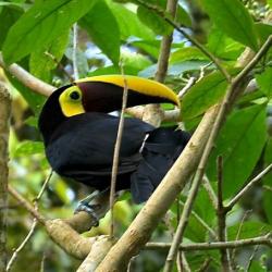 Chestnut-mandiblied Toucan