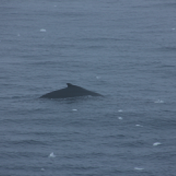 A Minke whale surfacing off the starboard side. Photo by David Gwyther