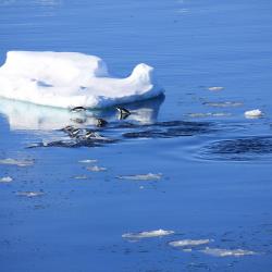 Adelie penguins surfing!