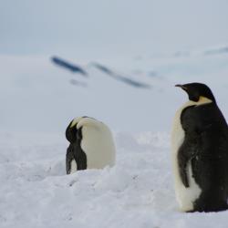 Emperor Penguins