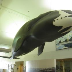 Bowhead Whale