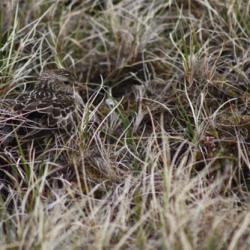 Momma on Nest