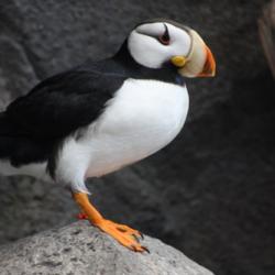 Puffin