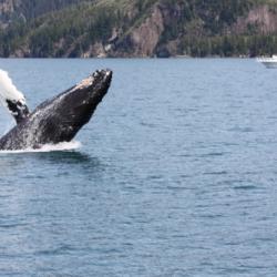 Humpback Whale