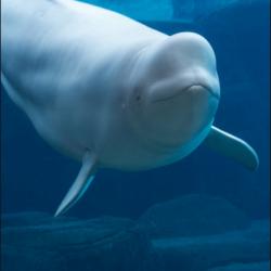 Beluga Whale