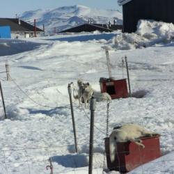 Very tired huskies at the Sirius Sledge Patrol in Daneborg, Greenland