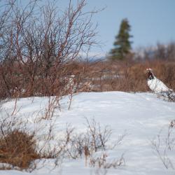 Alaska Willow Ptarmigan