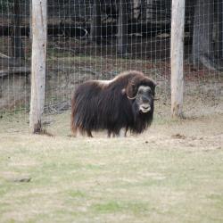 Musk Oxen