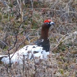 Ptarmigan