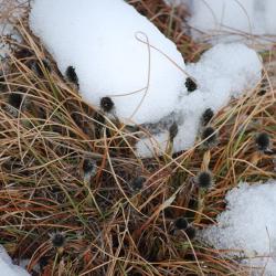 Cotton Grass