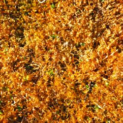 Sphagnum moss