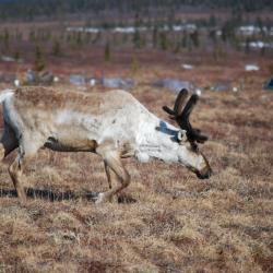 Caribou at the study site