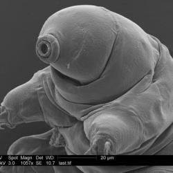 SEM of a Tardigrade