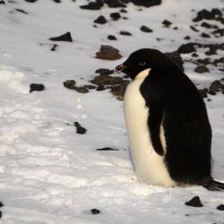 Pingüino Adélie