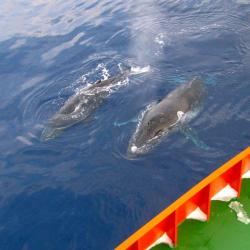 Humpback whales near the Palmer