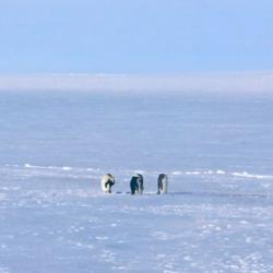 Emperor penguins