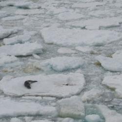 Leopard Seal from far