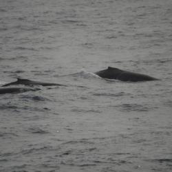 Humpback family