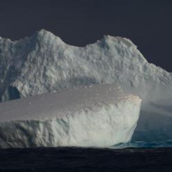 Penguin on an iceberg