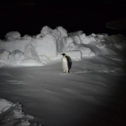 Emperor penguin at night