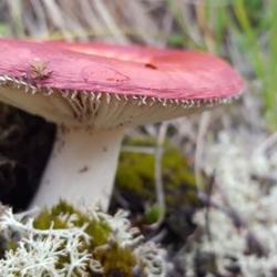 Emetic Russula