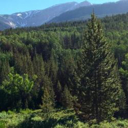 Healthy Rocky Mountain Forest