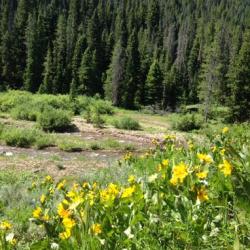 Field of Yellow