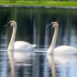 Trumpeter Swans