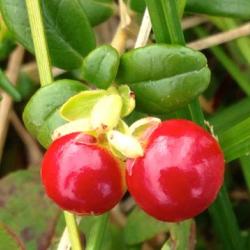 low bush cranberry