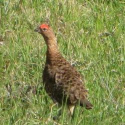 Rock Ptarmigan