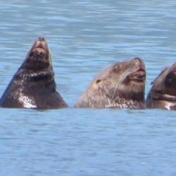 Sea Lion So Full 