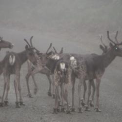 Caribou 