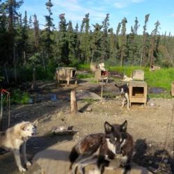 Dog Yard at Stampede Road