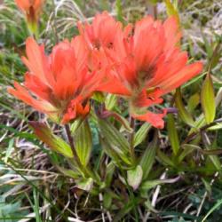 Castilleja augustifolia