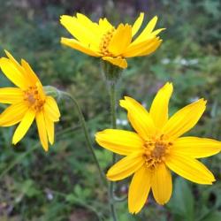 Arnica