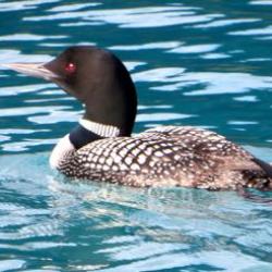 Loon and Chick