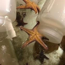 Sea stars